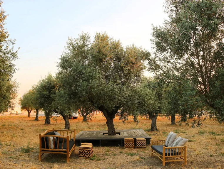 Torre de Palma Wine Hotel olive trees